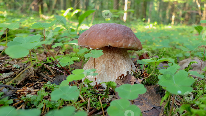 Скачать Крупный план белого гриба в лесу фотосток Ozero