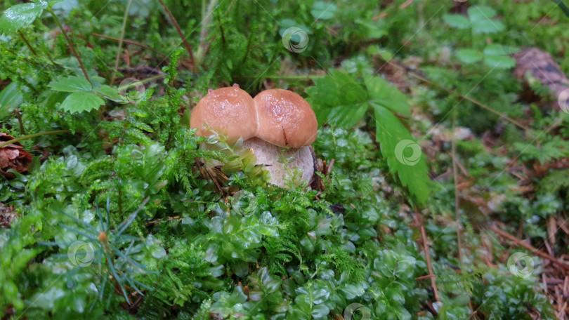 Скачать Влажный маленький сросшийся белый гриб в хвойном лесу фотосток Ozero