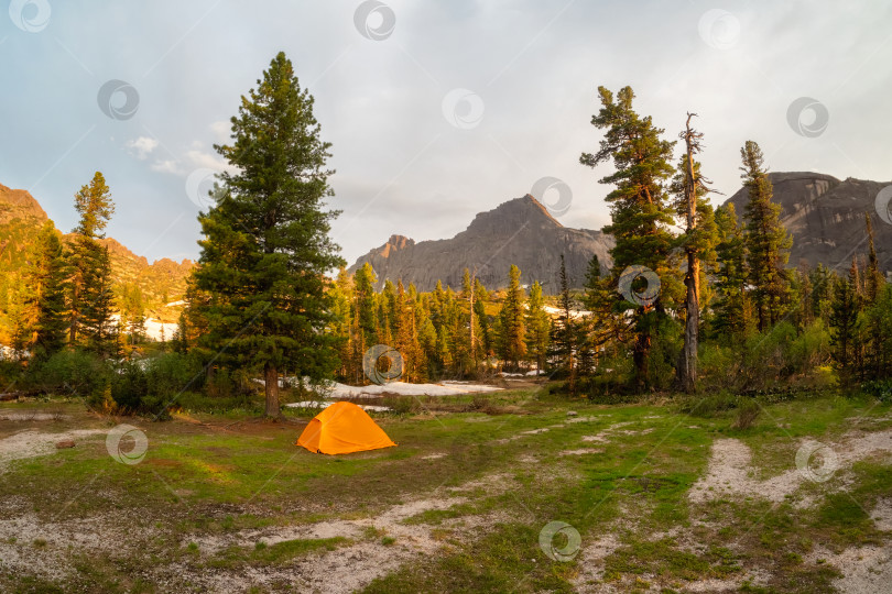 Скачать Одинокая палатка в горном лесу. Оранжевая походная палатка под старым кедром в лучах вечернего солнца. Туристическая концепция приключенческого путешествия на открытом воздухе. Западные Саяны. фотосток Ozero
