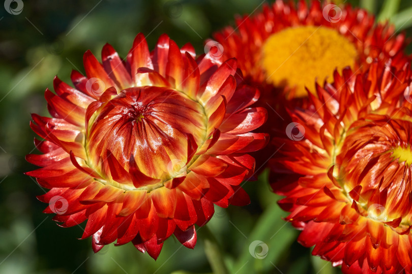 Скачать В саду цветет бессмертник, или бессмертничковая трава (лат. Helichrysum) – крупный род семейства сложноцветных (Asteraceae). фотосток Ozero