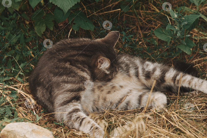 Скачать Серая кошка отдыхает на траве в саду фотосток Ozero