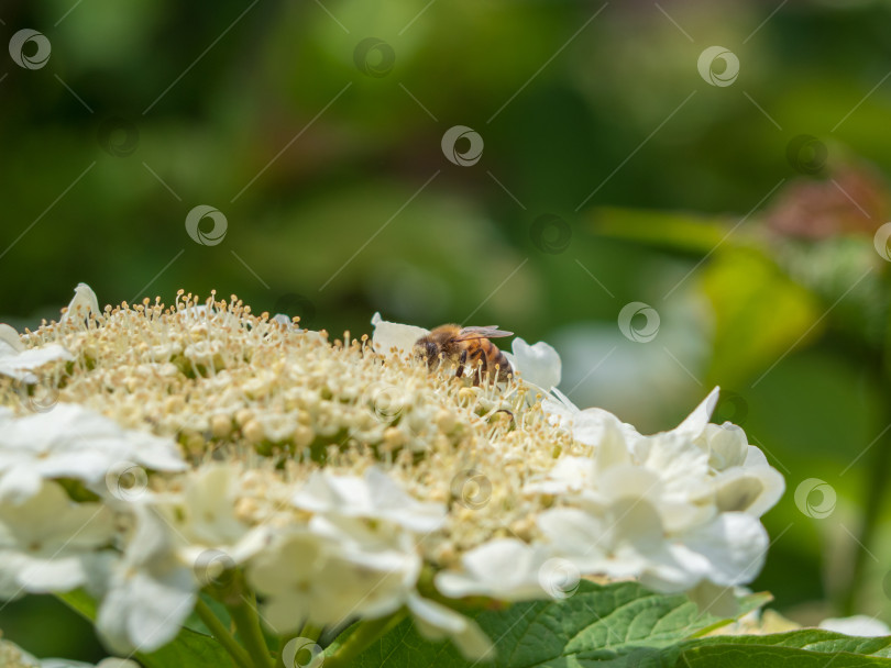 Скачать Пчела в пыльце на белых цветах - макросъемка. Медоносная пчела опыляет цветки цветущей калины крупным планом фотосток Ozero