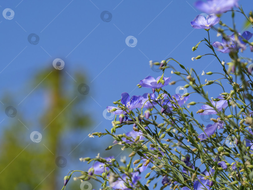 Скачать Голубые цветы льна крупным планом на фоне голубого неба в поле цветов льна. Голубые цветы флокса дивариката распускаются на лужайке фотосток Ozero