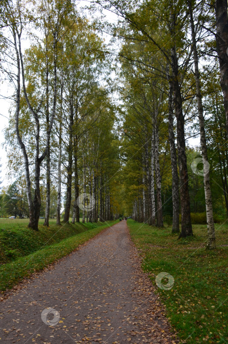 Скачать Аллея в осеннем парке фотосток Ozero