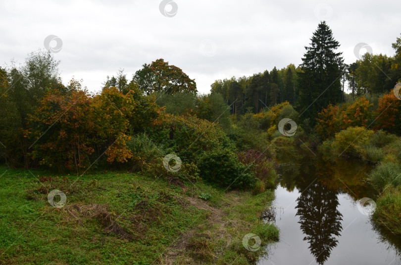 Скачать Ручей в осеннем лесу фотосток Ozero