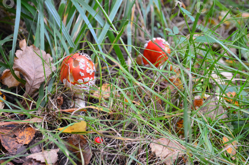 Скачать Маленькие мухоморы (Amanita) в осеннем лесу фотосток Ozero