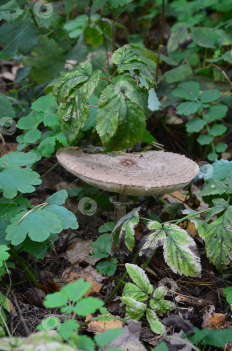 Скачать Гриб-зонтик (Macrolepiota procera) в осеннем лесу фотосток Ozero