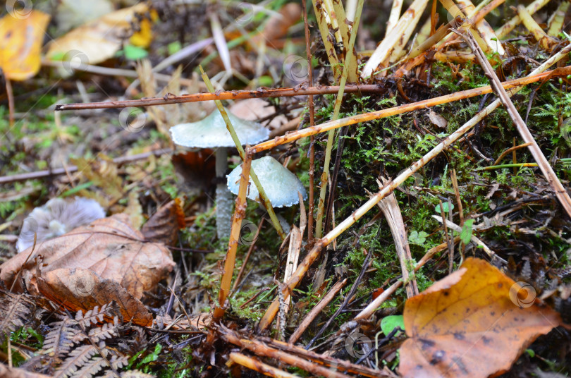 Скачать Грибы строфария сине-зелёная (лат. Stropharia aeruginosa) в осеннем лесу фотосток Ozero