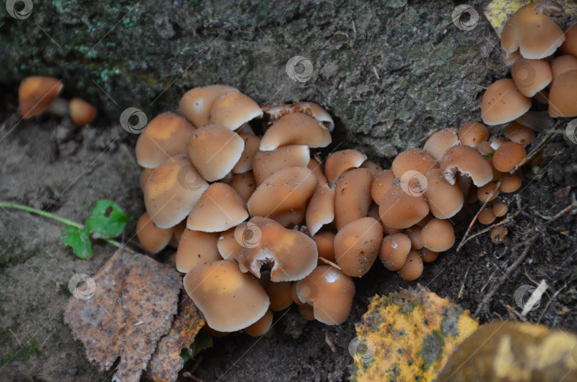 Скачать Грибы Псатире́лла водолюби́вая (лат. Psathyrella piluliformis) в осеннем лесу фотосток Ozero