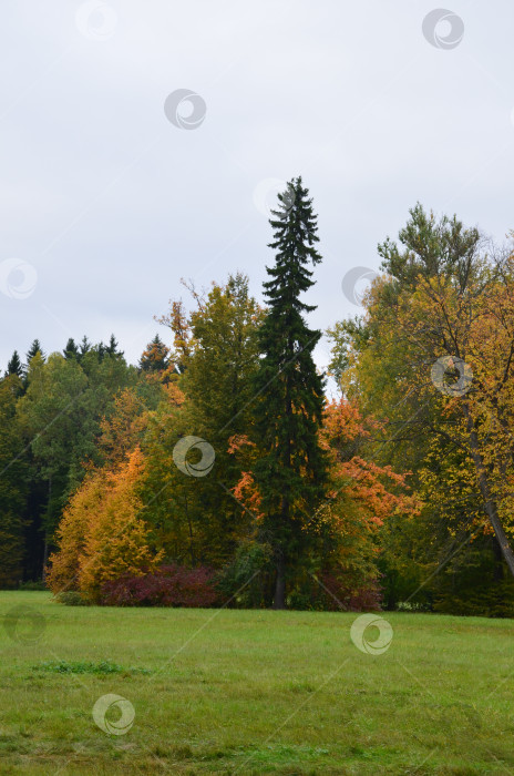 Скачать Опушка леса в золотую осень фотосток Ozero