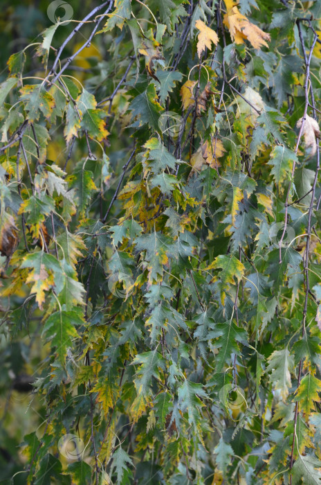 Скачать Листья березы повислой Грацилис (лат. Betula pendula Gracilis) фотосток Ozero