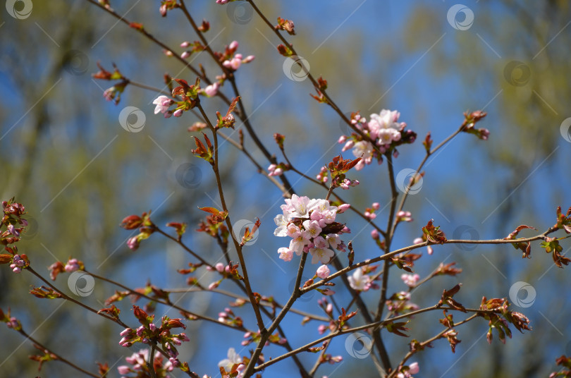 Скачать Зацветающая розовая вишня, сакура, на ветвях с распускающимися листьями фотосток Ozero