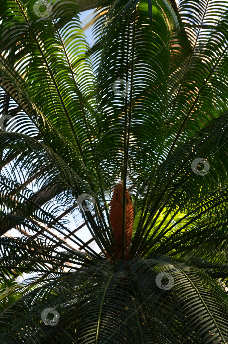 Скачать Пальма Цикас, Саговник (лат. Цикас) большецветущее растение в оранжерее фотосток Ozero