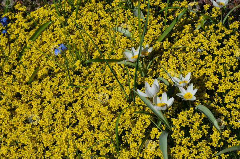 Скачать Тюльпан двухцветковый, Калье, коктебельский (лат. Tulipa biflora) наоно яркоожелтогопокровногоцвета фотосток Ozero