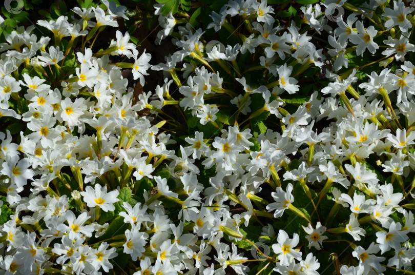 Скачать Много цветков белой примулы (лат. Primula vulgaris): натуральное изображение фотосток Ozero