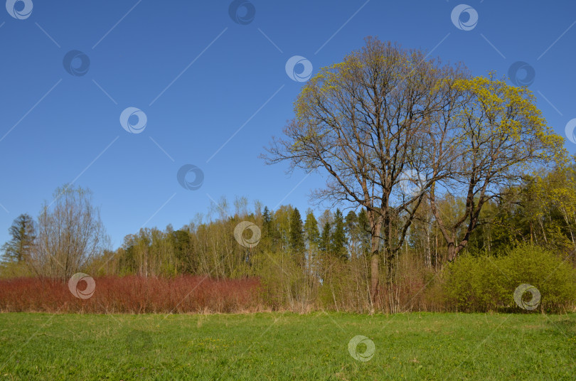 Скачать Опушка весеннего леса за зеленым лугом фотосток Ozero