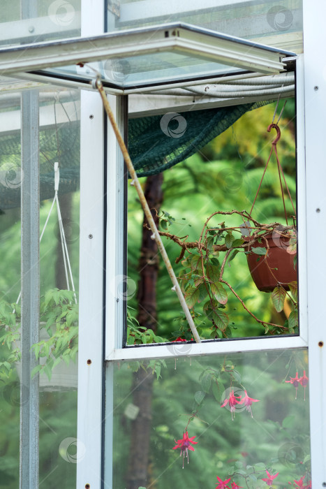 Скачать участок стеклянной стены оранжереи для тропических цветов с открытым окном, вид снаружи фотосток Ozero