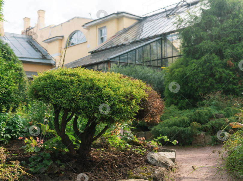 Скачать экзотические растения в ботаническом саду со старой оранжереей на заднем плане фотосток Ozero