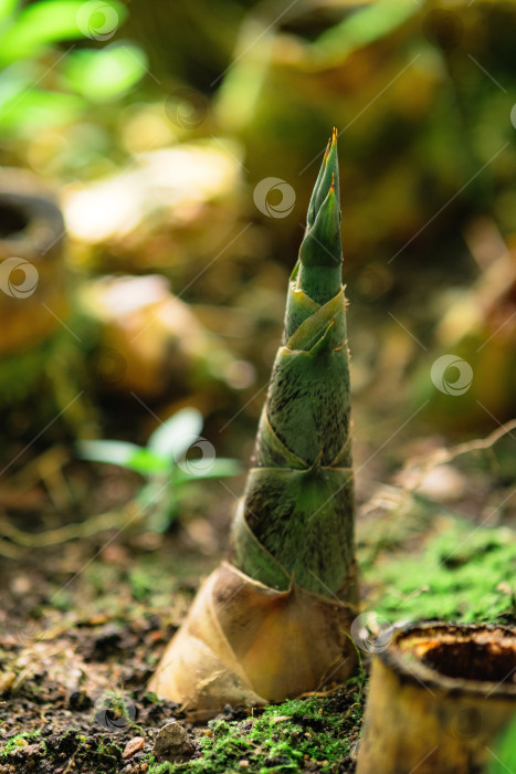 Скачать росток бамбука, пробивающийся из земли в тенистом подлеске фотосток Ozero