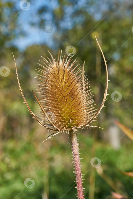 Скачать Тизель (лат. Dipsacus) цветет в саду. фотосток Ozero