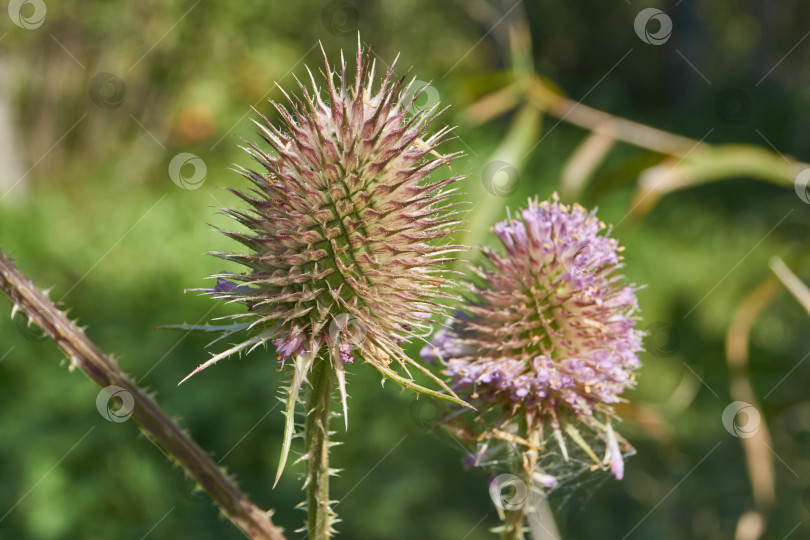 Скачать Тизель (лат. Dipsacus) цветет в саду. фотосток Ozero