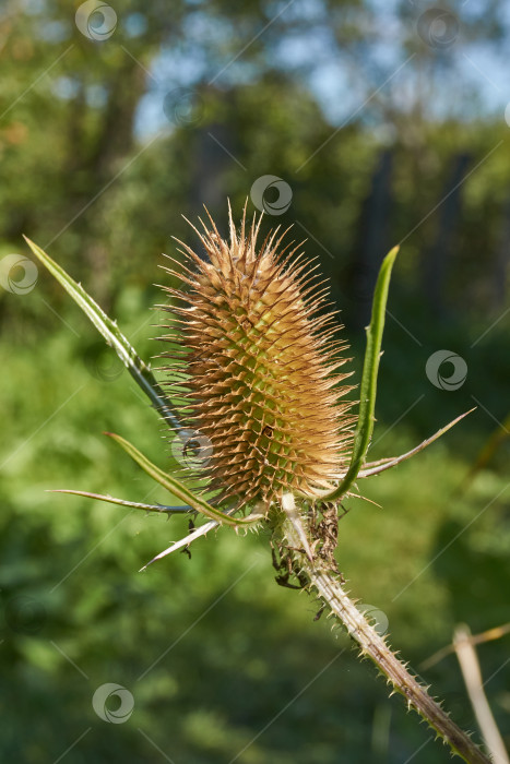 Скачать Тизель (лат. Dipsacus) цветет в саду. фотосток Ozero