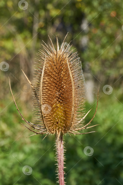 Скачать Тизель (лат. Dipsacus) цветет в саду. фотосток Ozero