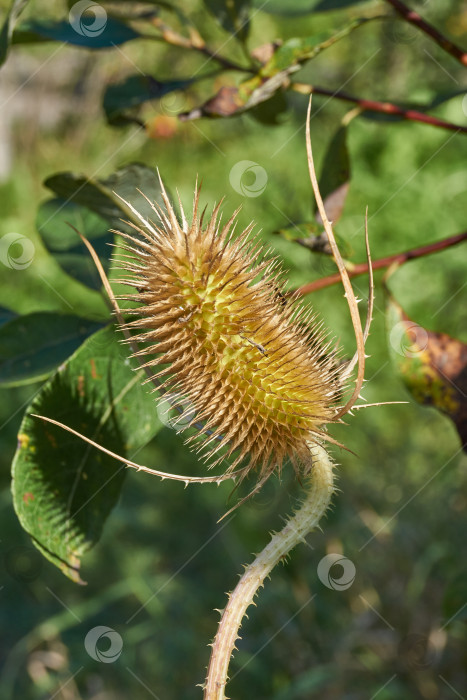 Скачать Тизель (лат. Dipsacus) цветет в саду. фотосток Ozero