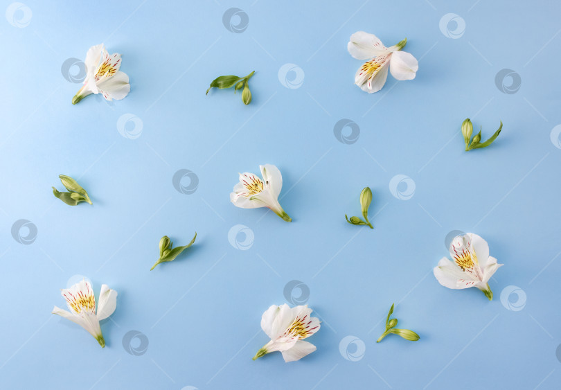 Скачать Весенний цветочный узор из белых цветов. Выборочный фокус фотосток Ozero