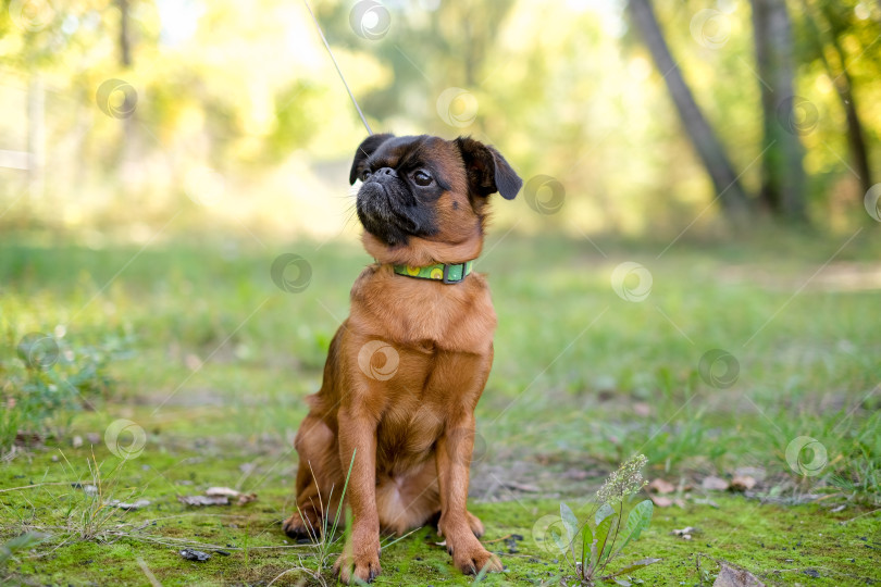 Скачать Портрет милого домашнего мопса породы "Пти Брабансон Брюссельский гриффон". Собака лежит на зеленой траве в парке. Концепция домашнего питомца-щенка. Летнее время. фотосток Ozero