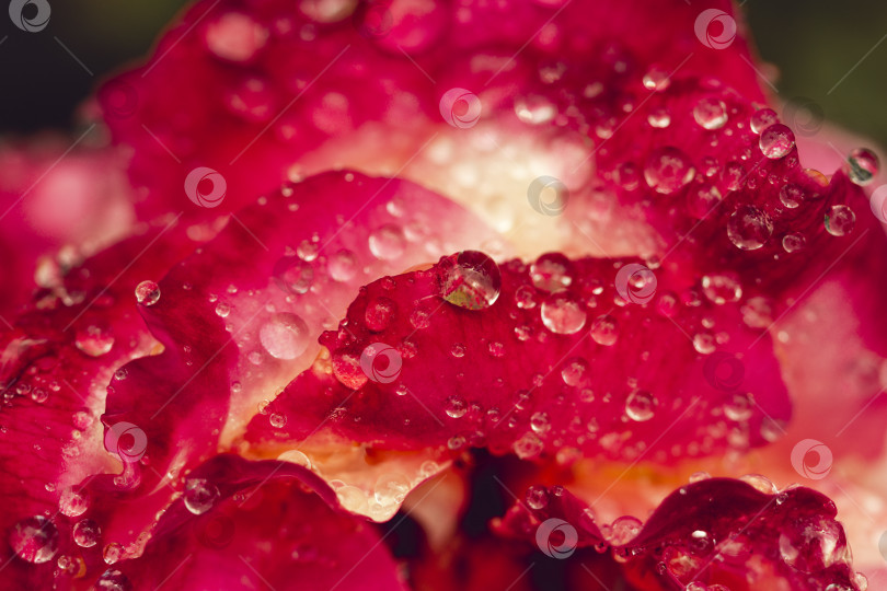 Скачать Капли росы на лепестках роз крупным планом. Летний красивый свежий фон фотосток Ozero