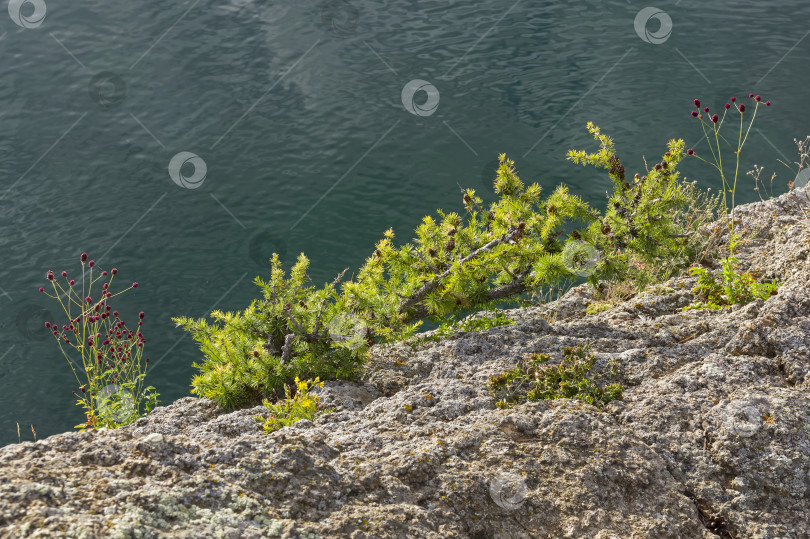 Скачать Небольшая лиственница с сильно изогнутым стволом на прибрежном утесе. Озеро Байкал. фотосток Ozero