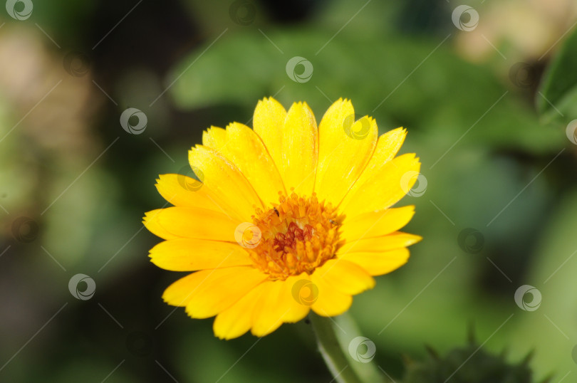 Скачать Времена года. Лето. Желтый цветок на зеленом фоне фотосток Ozero