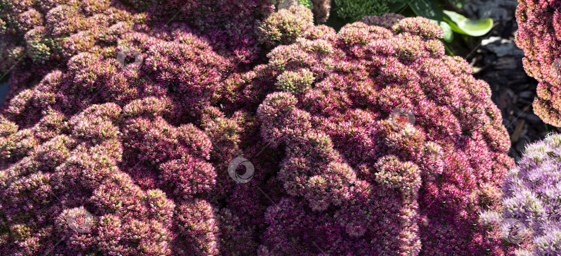 Скачать Крупные соцветия седума создают солнечно-розовый фон. Неровная округлая текстурированная поверхность соцветий. Панорама. фотосток Ozero
