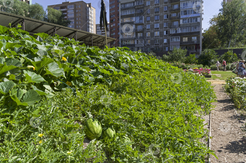 Скачать Арбузы на арбузной плантации в центре Москвы. фотосток Ozero