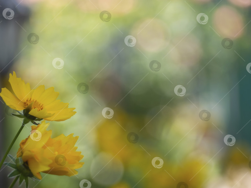 Скачать Несфокусированный абстрактный цветочный фон с эффектом боке. Яркий разноцветный с преобладанием желтого и зеленого цветов красивый фон или обои фотосток Ozero