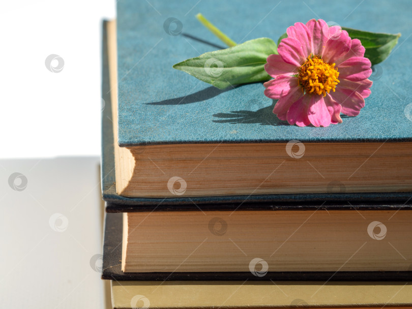 Скачать Розовый цветок на стопке старых книг в твердом переплете на белом фоне фотосток Ozero