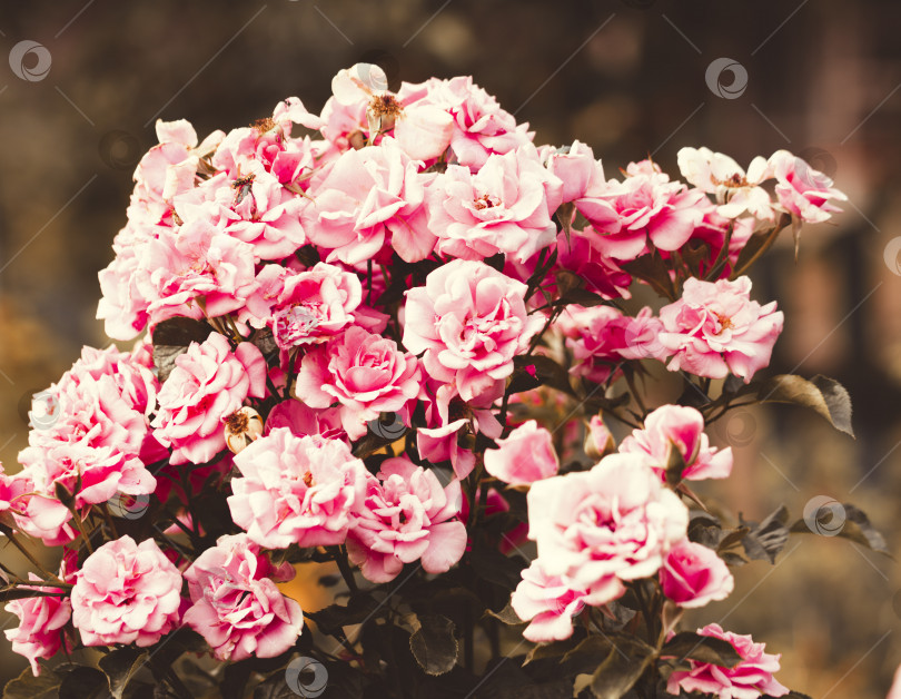 Скачать Цветы в летнем саду. Светлый летний фон. Естественный цветочный фон фотосток Ozero