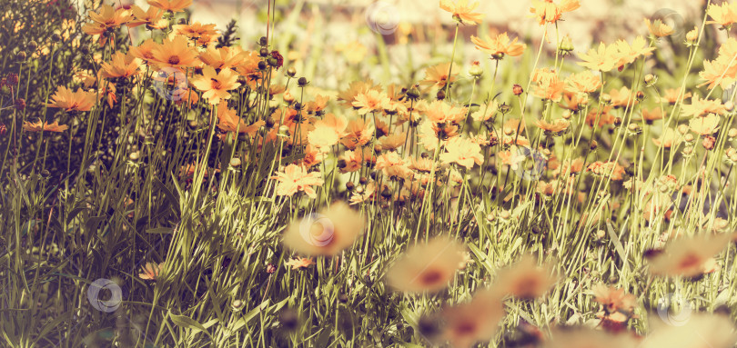 Скачать Красивый летний фон из цветов. Легкая тонировка теплого летнего сада. фотосток Ozero