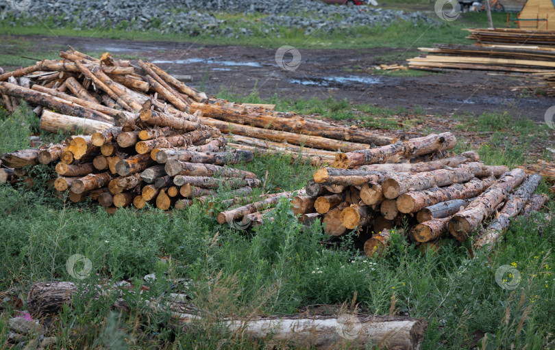 Скачать Вырубка леса. Деградация лесов. Новое строительство деревянных домов. Пни в лесу. Экологическая концепция. фотосток Ozero