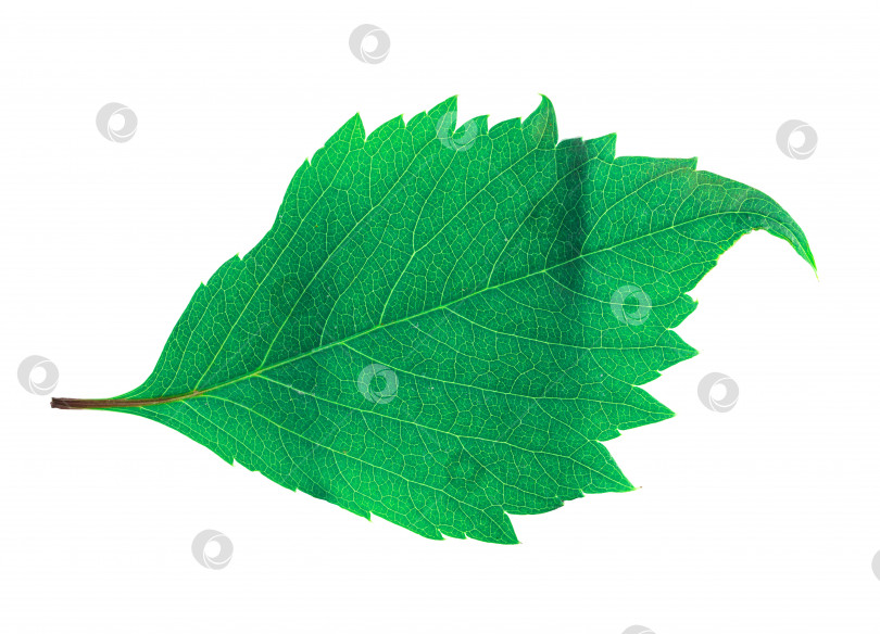 Скачать Зеленый лист, выделенный на белом фоне фотосток Ozero