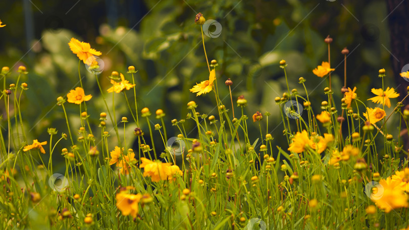 Скачать Летний красивый теплый фон из цветов в саду фотосток Ozero