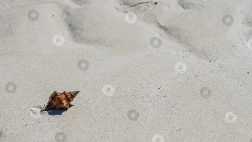 Скачать Красивая красно-оранжевая ракушка на песке. фотосток Ozero