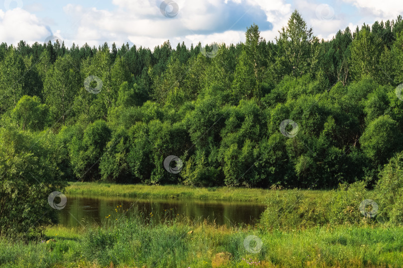 Скачать Летний пейзаж с рекой, лесом и лугом на переднем плане. фотосток Ozero