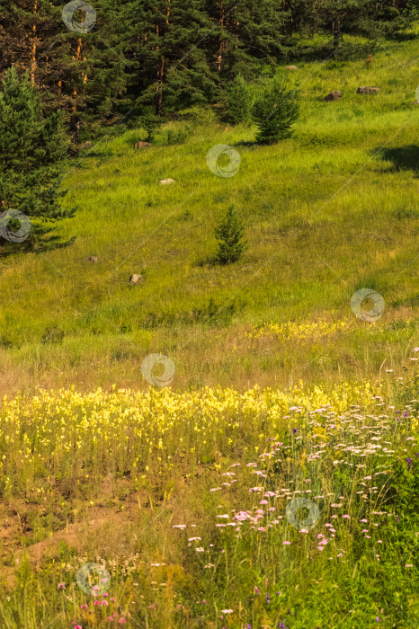 Скачать Луг с полевыми цветами в горах летом. Природа Восточной Сибири, Россия. Вертикальная фотография. фотосток Ozero