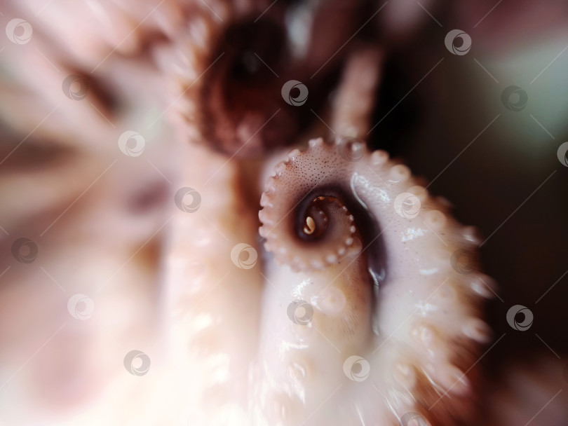 Скачать Деликатес осьминог щупальце щупальце из морепродуктов еда для животных макрофото фотосток Ozero