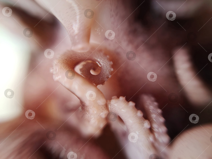 Скачать Деликатес осьминог щупальце щупальце из морепродуктов еда для животных макрофото фотосток Ozero