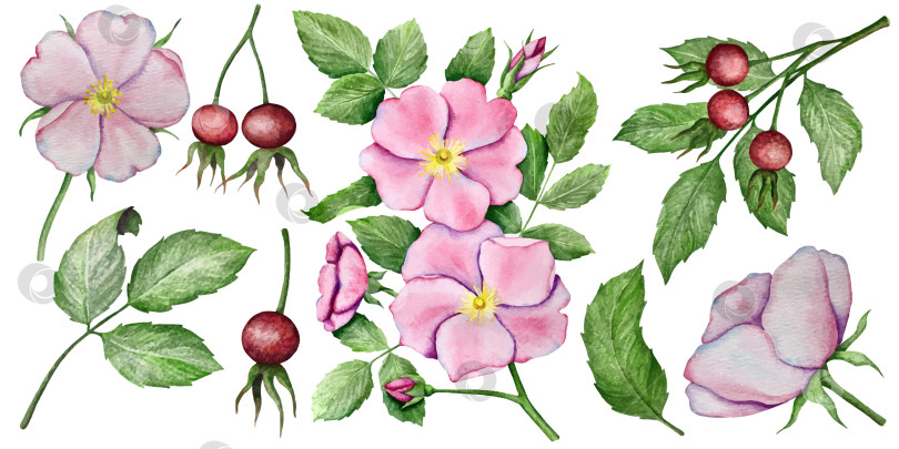 Скачать Акварельный векторный набор с цветами шиповника и ягодами фотосток Ozero