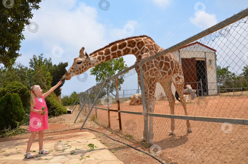 Скачать Семья кормит жирафа в зоопарке. Дети кормят жирафов в тропическом сафари-парке во время летних каникул. Дети наблюдают за животными. Маленькая девочка дает фрукты дикому животному. фотосток Ozero