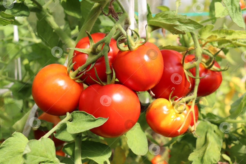 Скачать Красные томаты на ветке в теплице фотосток Ozero